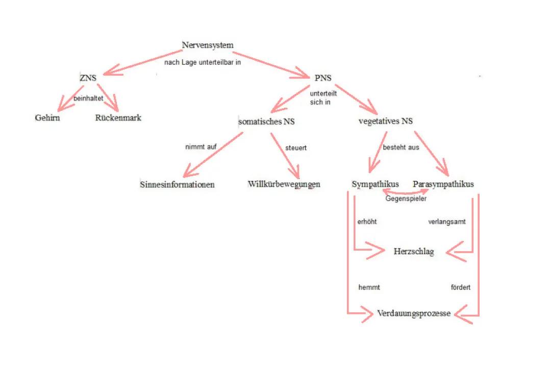 Wie macht man eine gute Concept Map? Nervensystem einfach erklärt für Kinder