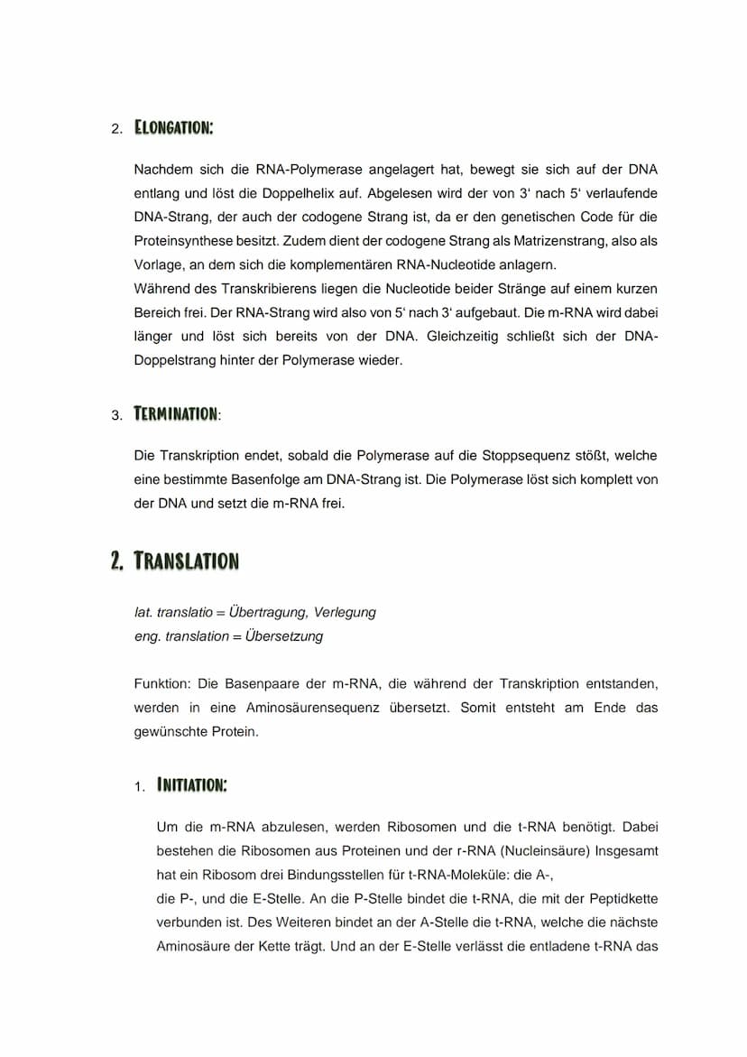 ZUSAMMENFASSUNG: TRANSKRIPTION UND TRANSLATION
Transkription und Translation sind die zwei Teilschritte der Proteinbiosynthese.
⇒die Transkr