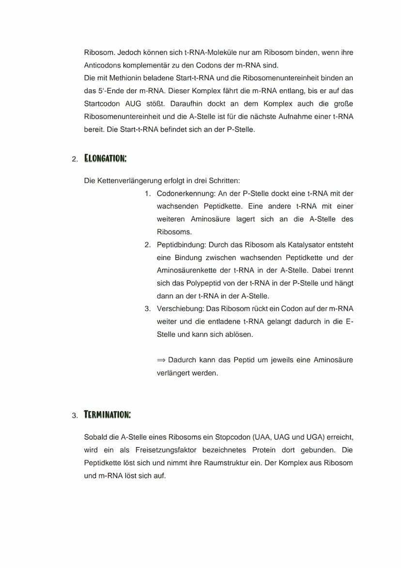 ZUSAMMENFASSUNG: TRANSKRIPTION UND TRANSLATION
Transkription und Translation sind die zwei Teilschritte der Proteinbiosynthese.
⇒die Transkr
