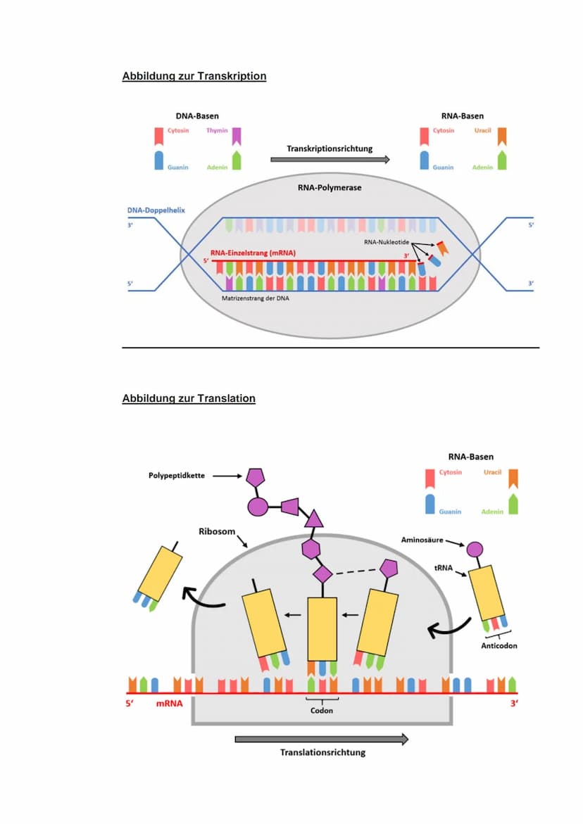 ZUSAMMENFASSUNG: TRANSKRIPTION UND TRANSLATION
Transkription und Translation sind die zwei Teilschritte der Proteinbiosynthese.
⇒die Transkr