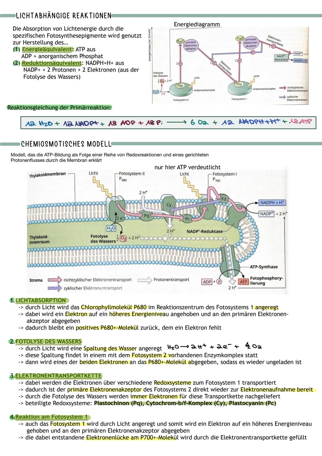 Bedeutung
Umwandlung von Licht in
chemisch gebundene Energie
Chemocuuto
Sauerstoff
2 Kreislauf von
Kohlenstoff und
A
Į
Primärprozesse
Wärme
