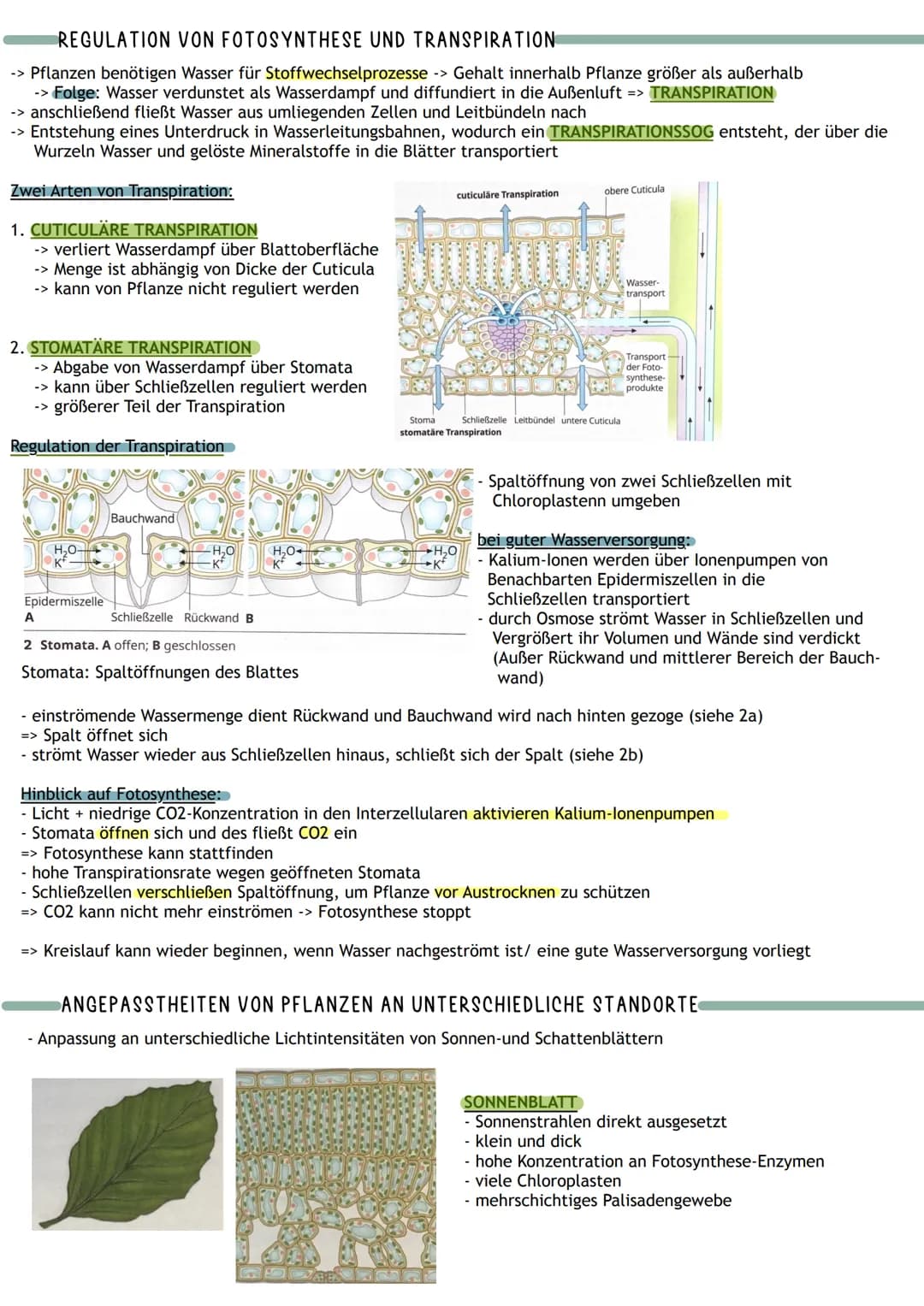 Bedeutung
Umwandlung von Licht in
chemisch gebundene Energie
Chemocuuto
Sauerstoff
2 Kreislauf von
Kohlenstoff und
A
Į
Primärprozesse
Wärme
