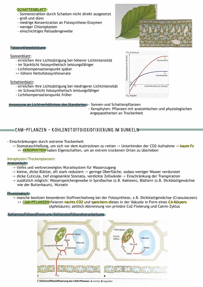 Bedeutung
Umwandlung von Licht in
chemisch gebundene Energie
Chemocuuto
Sauerstoff
2 Kreislauf von
Kohlenstoff und
A
Į
Primärprozesse
Wärme
