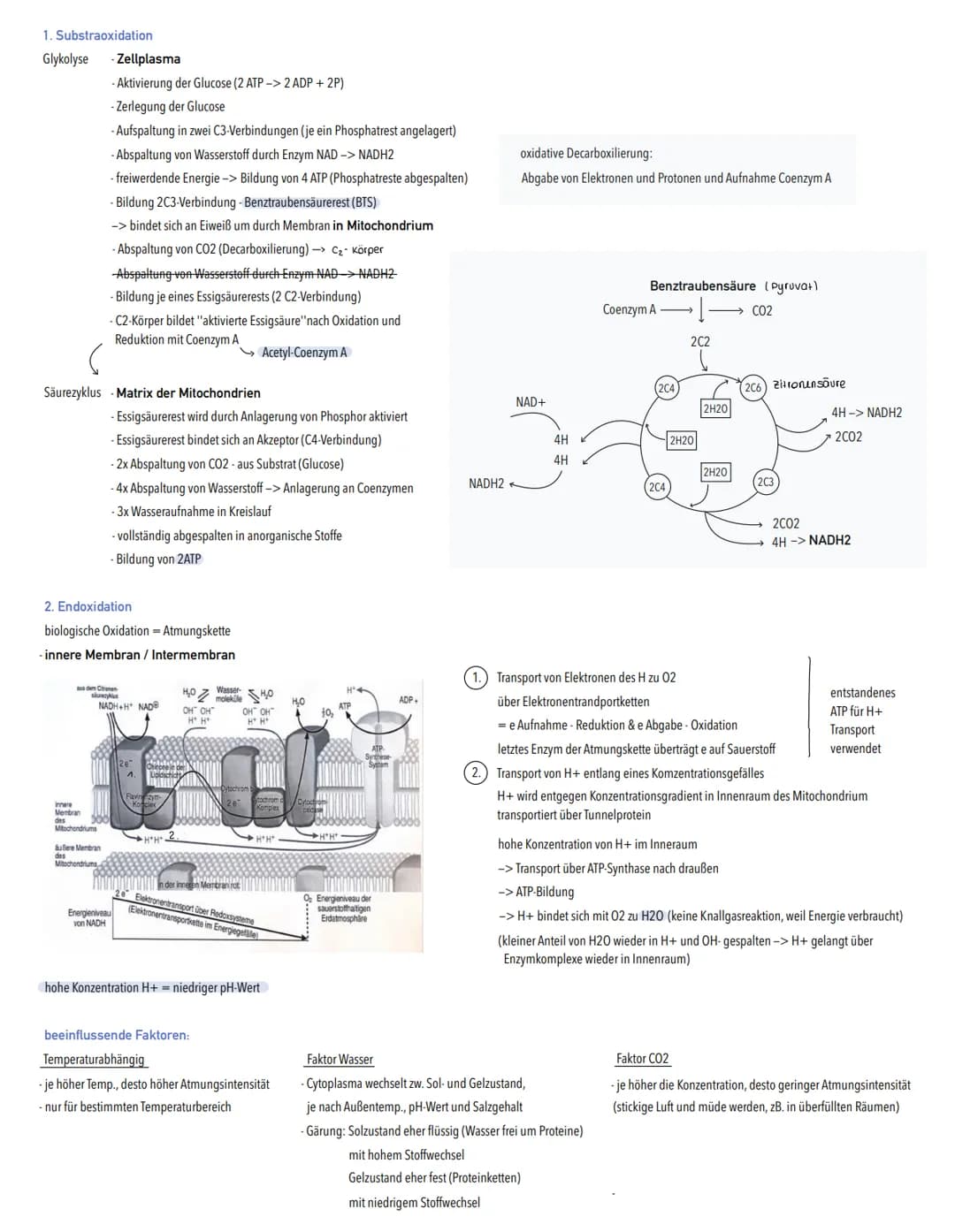 DISSIMILATION
→ Abbau körpereigener organischer Stoffe unter Freisetzung von Energie
aerob: Atmung
vollständiger Abbau organischer Stoffe zu