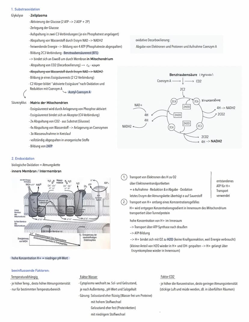 DISSIMILATION
→ Abbau körpereigener organischer Stoffe unter Freisetzung von Energie
aerob: Atmung
vollständiger Abbau organischer Stoffe zu