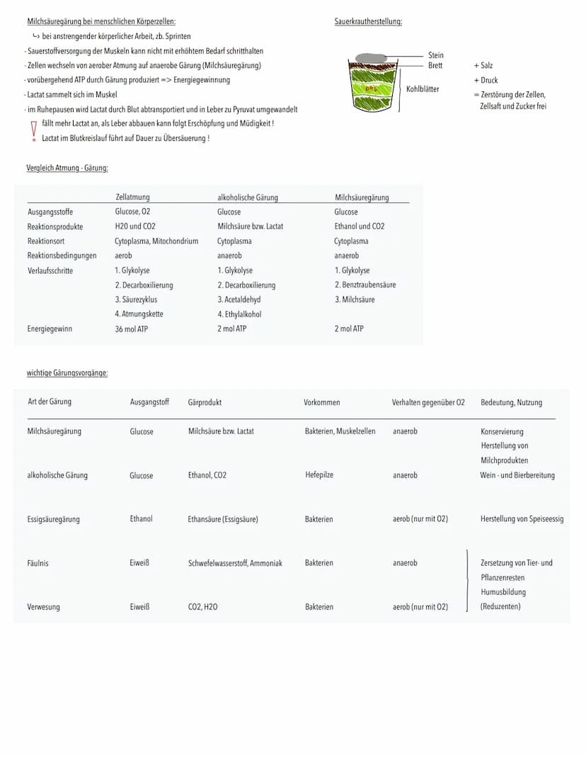 DISSIMILATION
→ Abbau körpereigener organischer Stoffe unter Freisetzung von Energie
aerob: Atmung
vollständiger Abbau organischer Stoffe zu