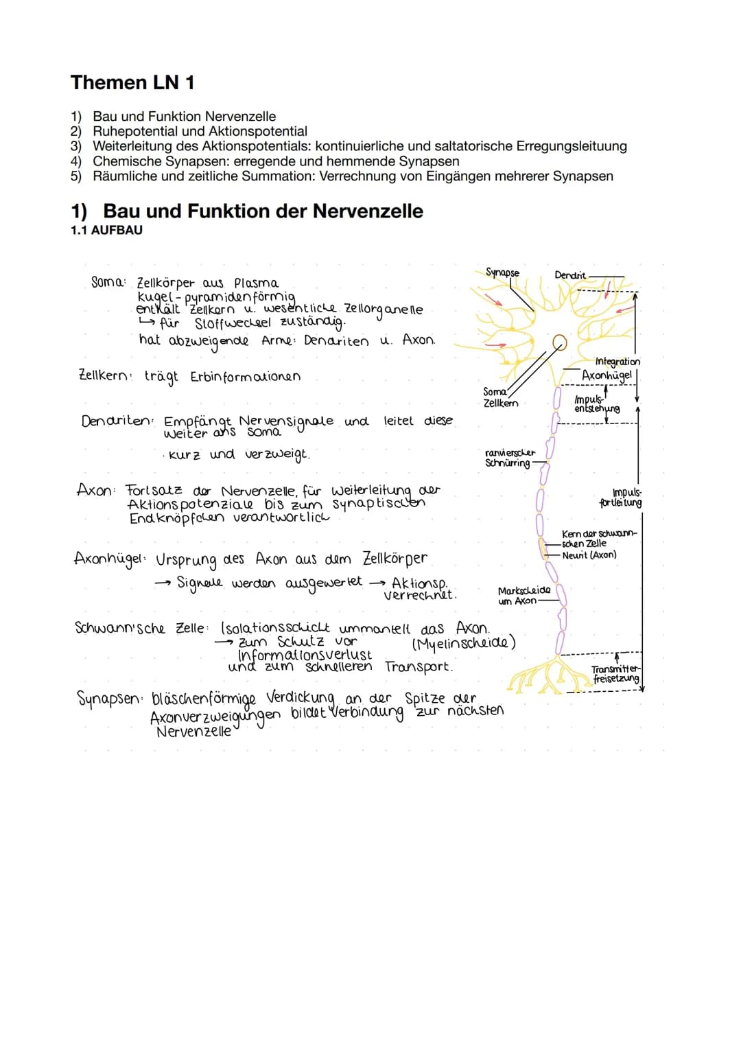 Neurobiologie Lernzettel 