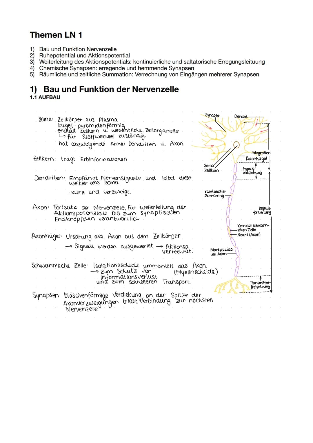 Themen LN 1
1) Bau und Funktion Nervenzelle
2) Ruhepotential und Aktionspotential
3) Weiterleitung des Aktionspotentials: kontinuierliche un
