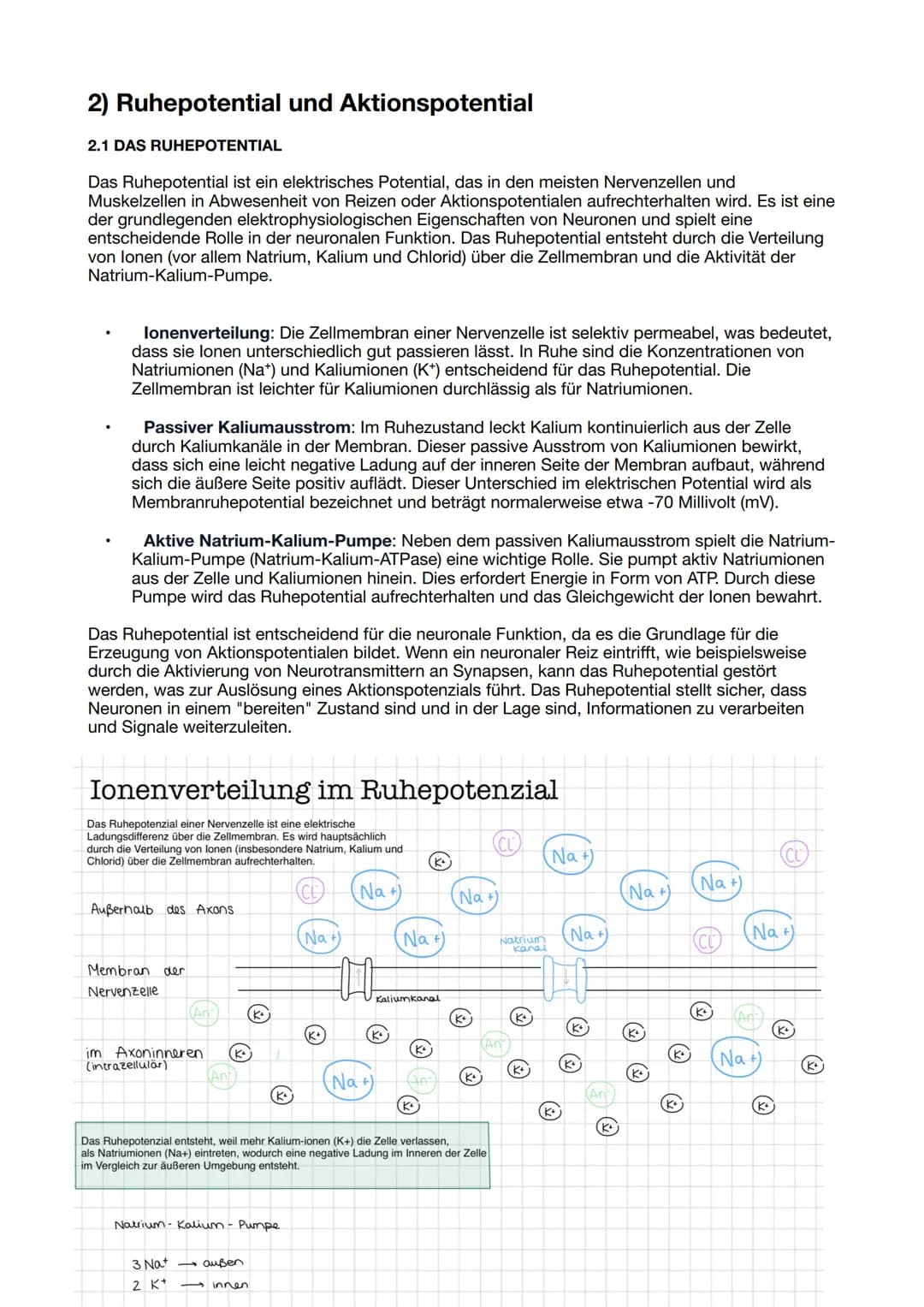Themen LN 1
1) Bau und Funktion Nervenzelle
2) Ruhepotential und Aktionspotential
3) Weiterleitung des Aktionspotentials: kontinuierliche un