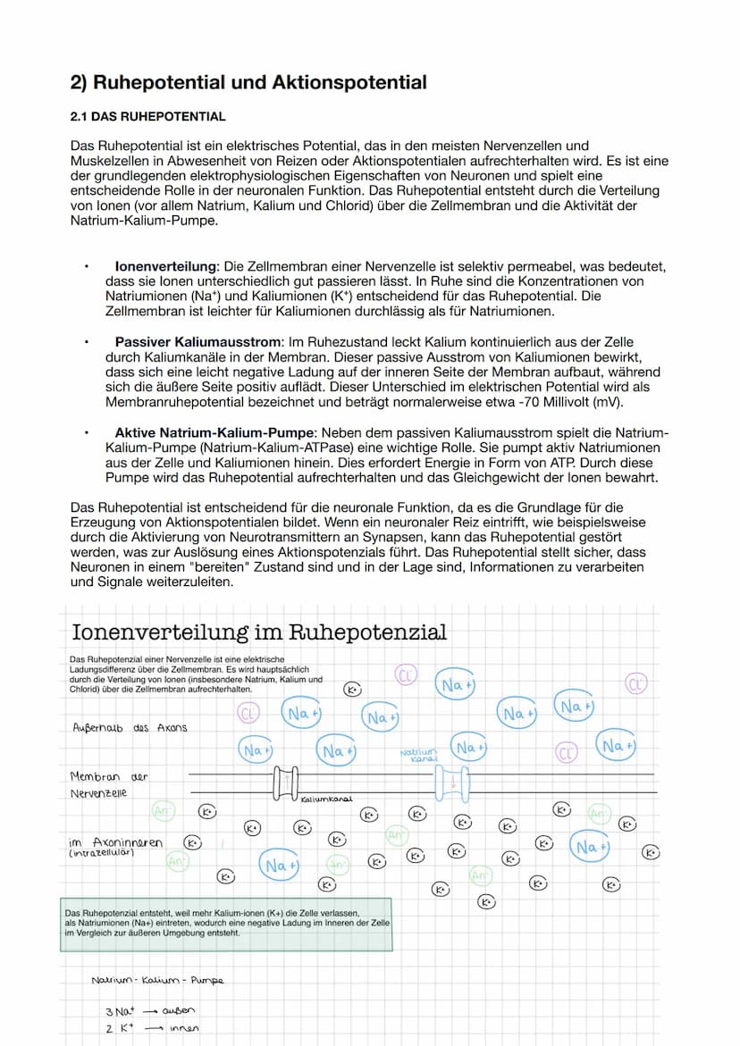 Themen LN 1
1) Bau und Funktion Nervenzelle
2) Ruhepotential und Aktionspotential
3) Weiterleitung des Aktionspotentials: kontinuierliche un
