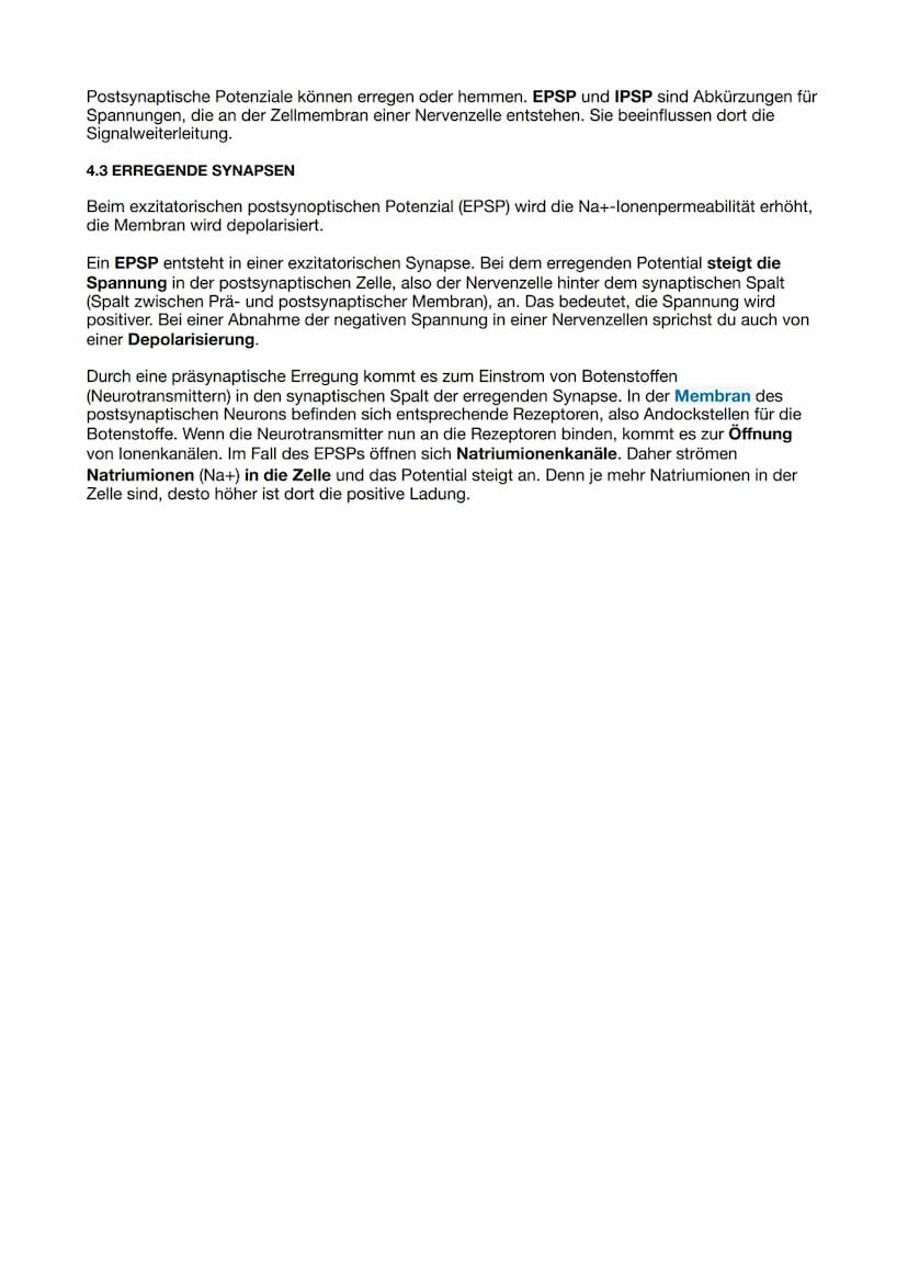 Themen LN 1
1) Bau und Funktion Nervenzelle
2) Ruhepotential und Aktionspotential
3) Weiterleitung des Aktionspotentials: kontinuierliche un