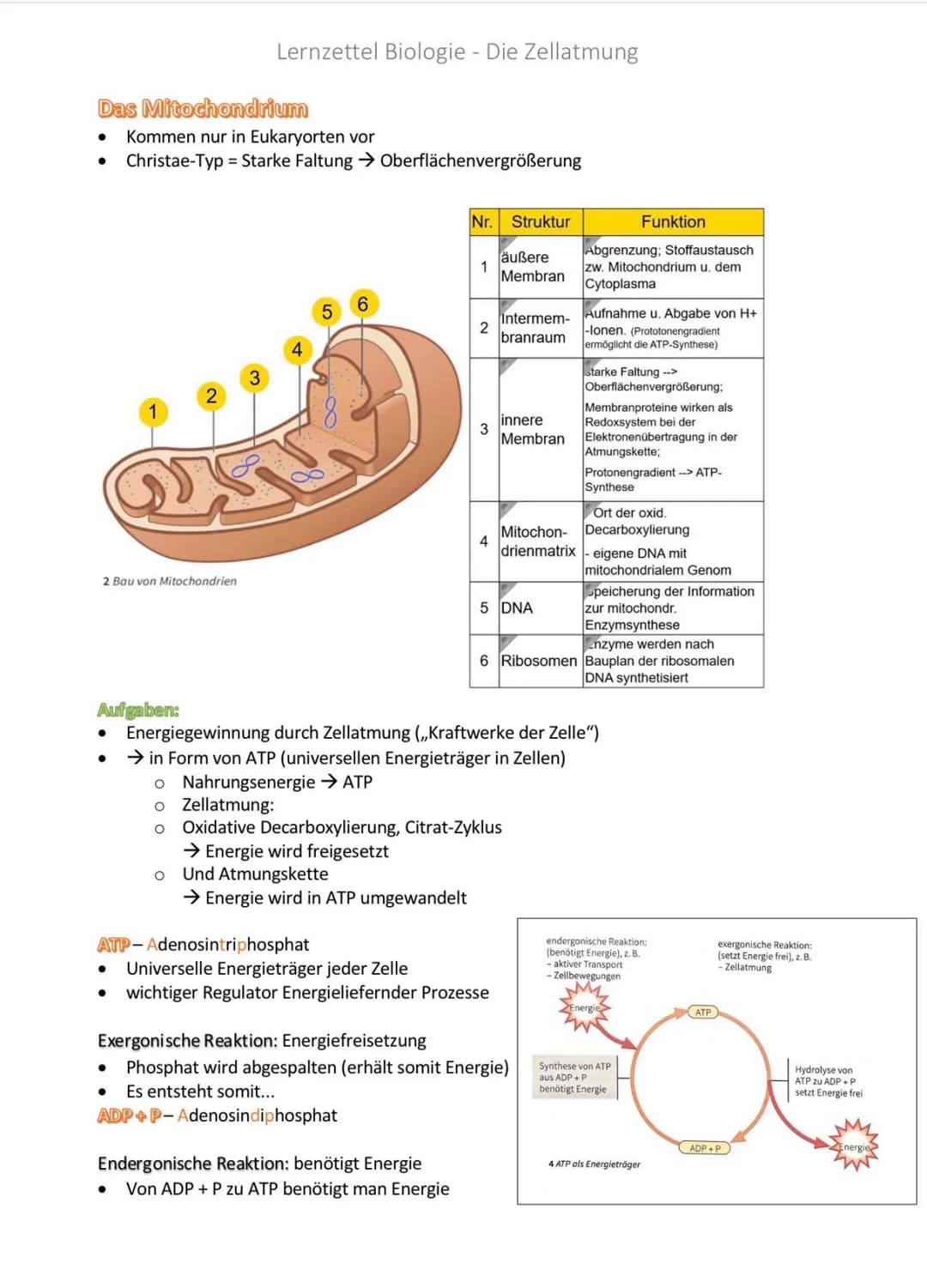 Das Mitochondrium
●
Kommen nur in Eukaryorten vor
Christae-Typ = Starke Faltung → Oberflächenvergrößerung
1
2 Bau von Mitochondrien
Aufgaben