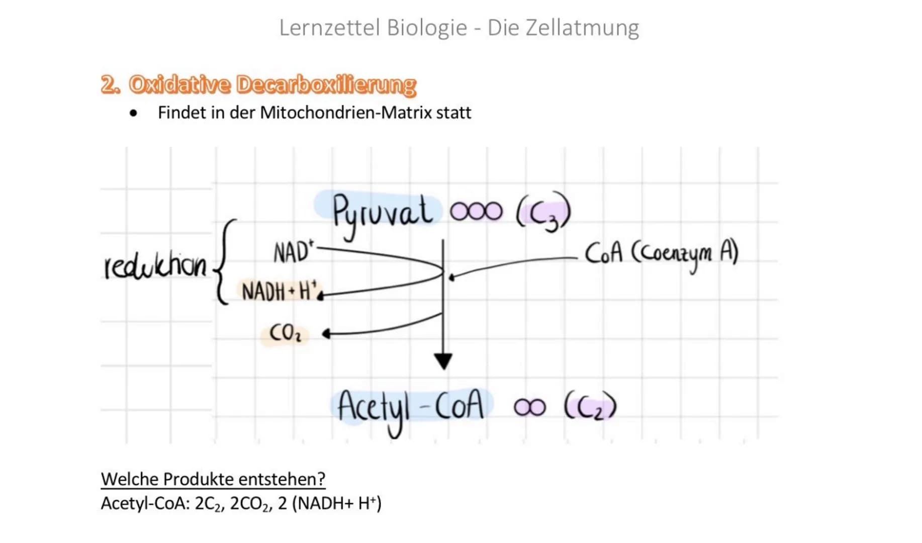 Das Mitochondrium
●
Kommen nur in Eukaryorten vor
Christae-Typ = Starke Faltung → Oberflächenvergrößerung
1
2 Bau von Mitochondrien
Aufgaben