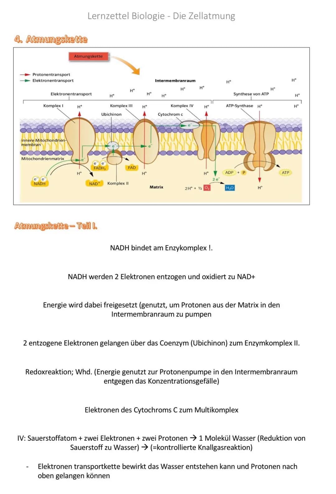 Das Mitochondrium
●
Kommen nur in Eukaryorten vor
Christae-Typ = Starke Faltung → Oberflächenvergrößerung
1
2 Bau von Mitochondrien
Aufgaben