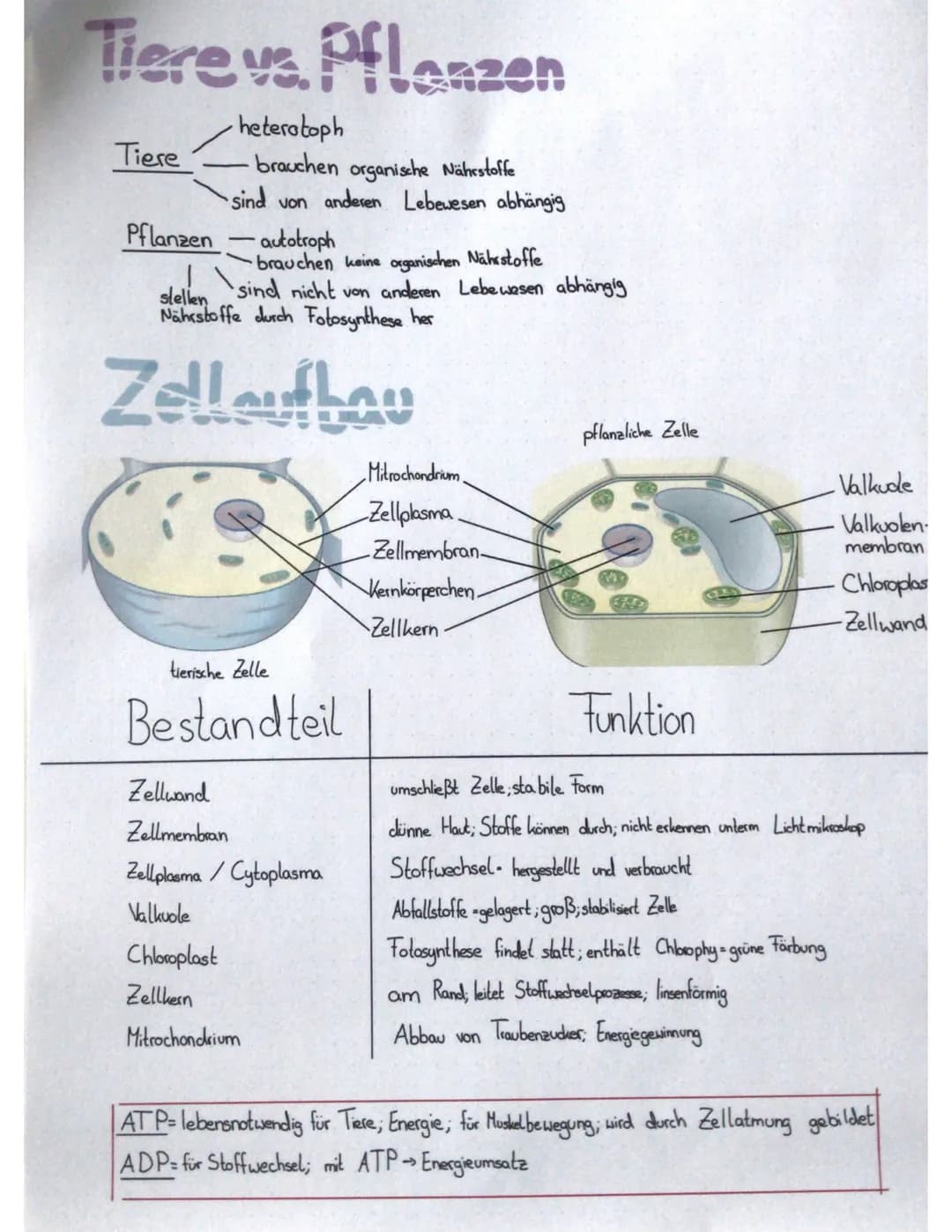 Biologie
Fotosynthese
^
Wortgleichung
Kohlenstoffdioxid + Wasser Licht, Glucose + Sauerstoff
Energie
Infos
Sauerstoff Abfallstoff
Fotosynthe
