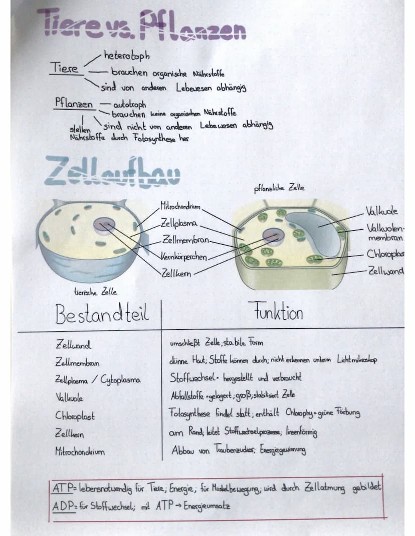 Biologie
Fotosynthese
^
Wortgleichung
Kohlenstoffdioxid + Wasser Licht, Glucose + Sauerstoff
Energie
Infos
Sauerstoff Abfallstoff
Fotosynthe
