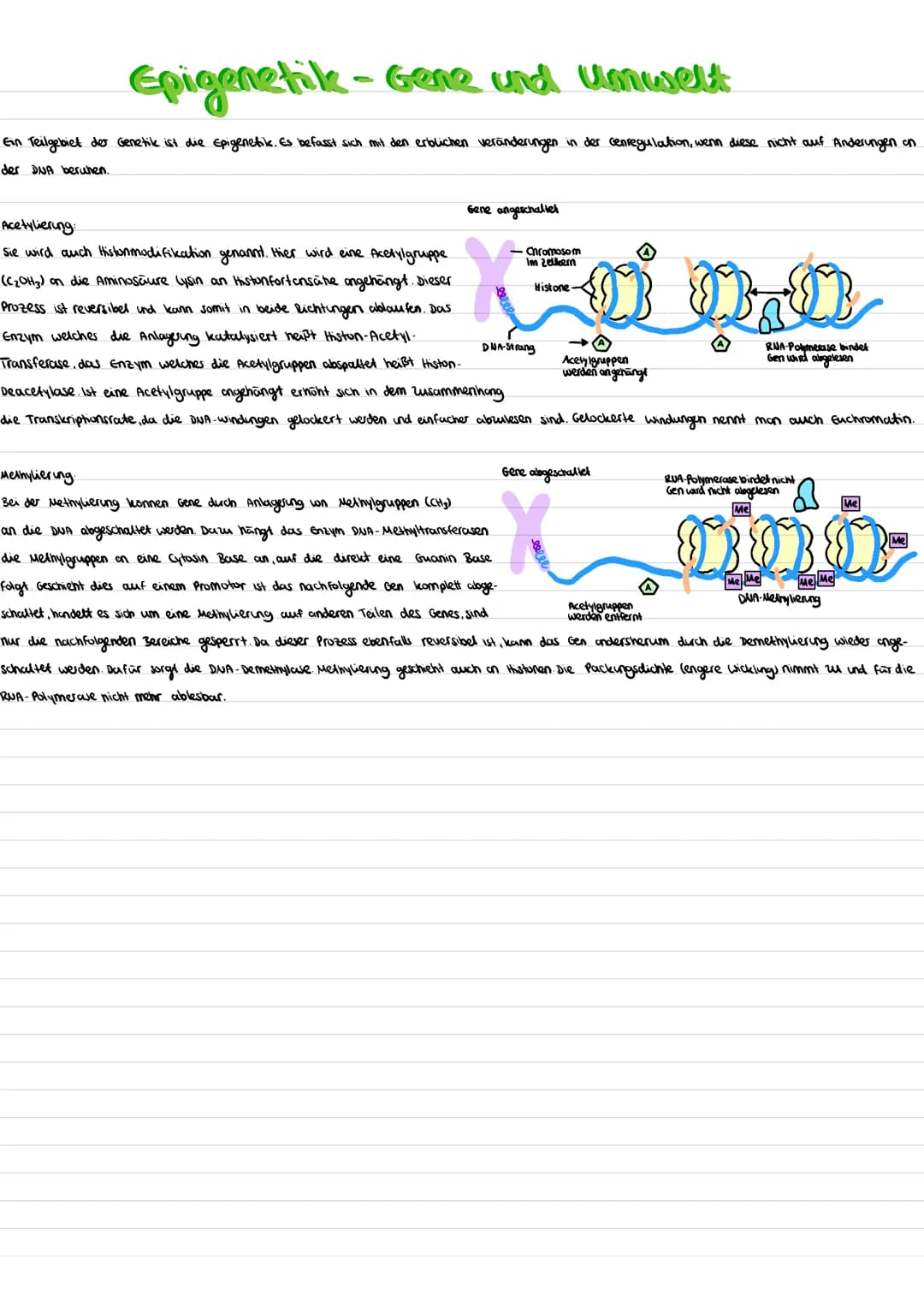 Epigenetik-Gene und Umwelt
Ein Teilgebiet der Genetile ist die Epigenetik. Es befasst sich mit den erblichen veränderungen in der cenregulat