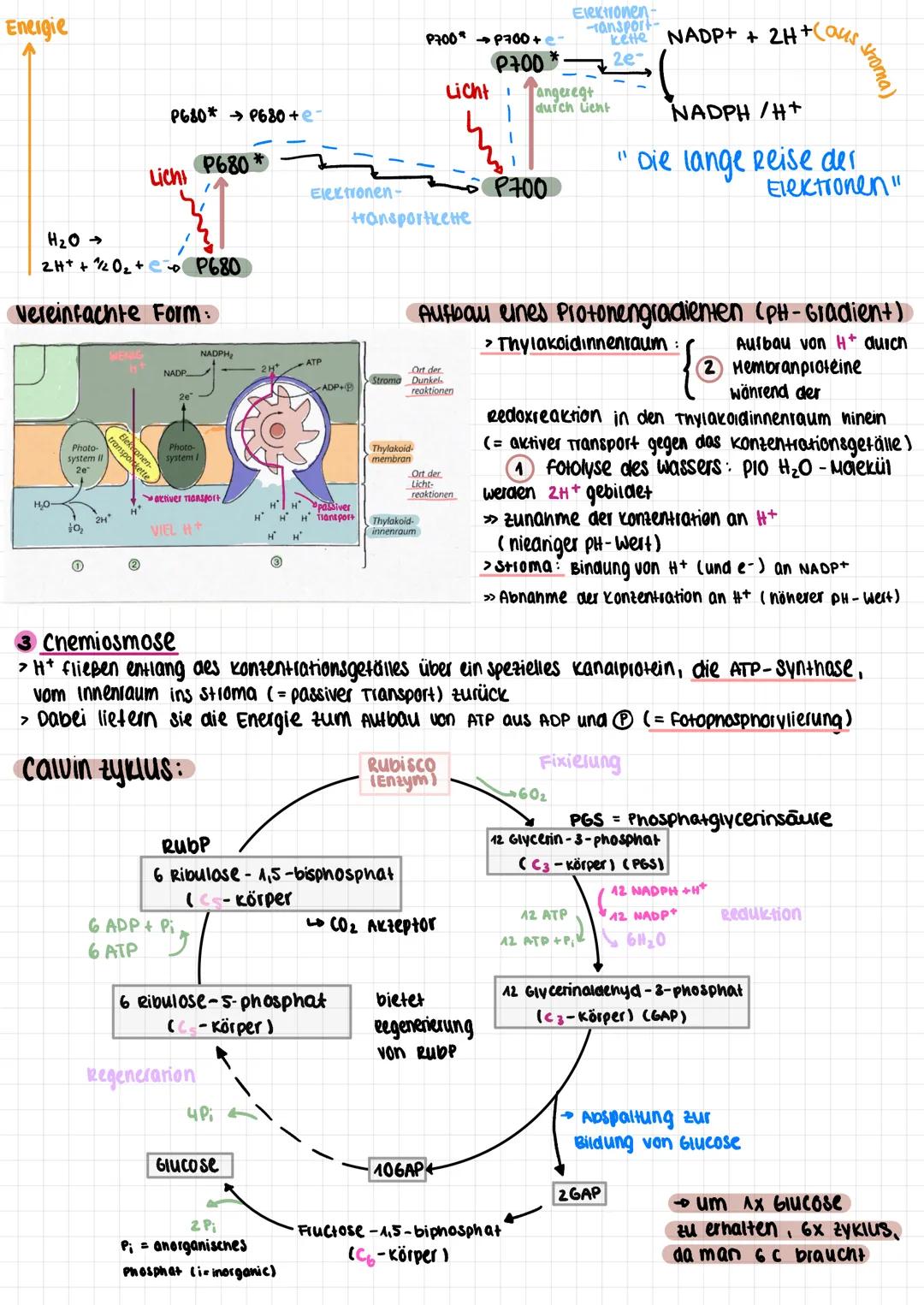 # DIE FOTOSYNTHESE

unter der Fotosynthese (FS), welche eine Form der autotropnen Assimilation ist, versteht man den
Prozess der umwandlung 