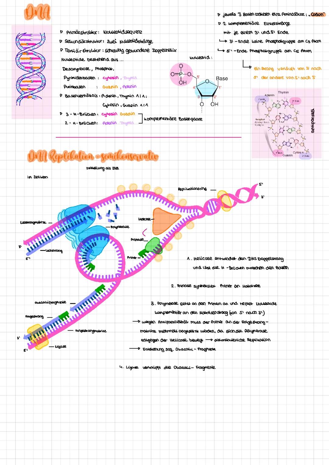 Einfach erklärt: DNA-Aufbau, DNA-Replikation, und Proteinbiosynthese