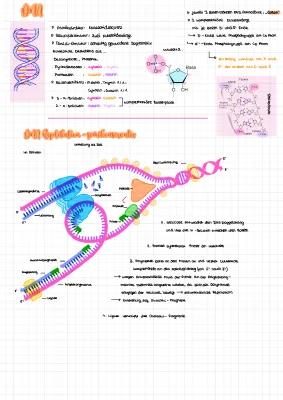 Know DNA - Replikation und Proteinbiosynthese thumbnail