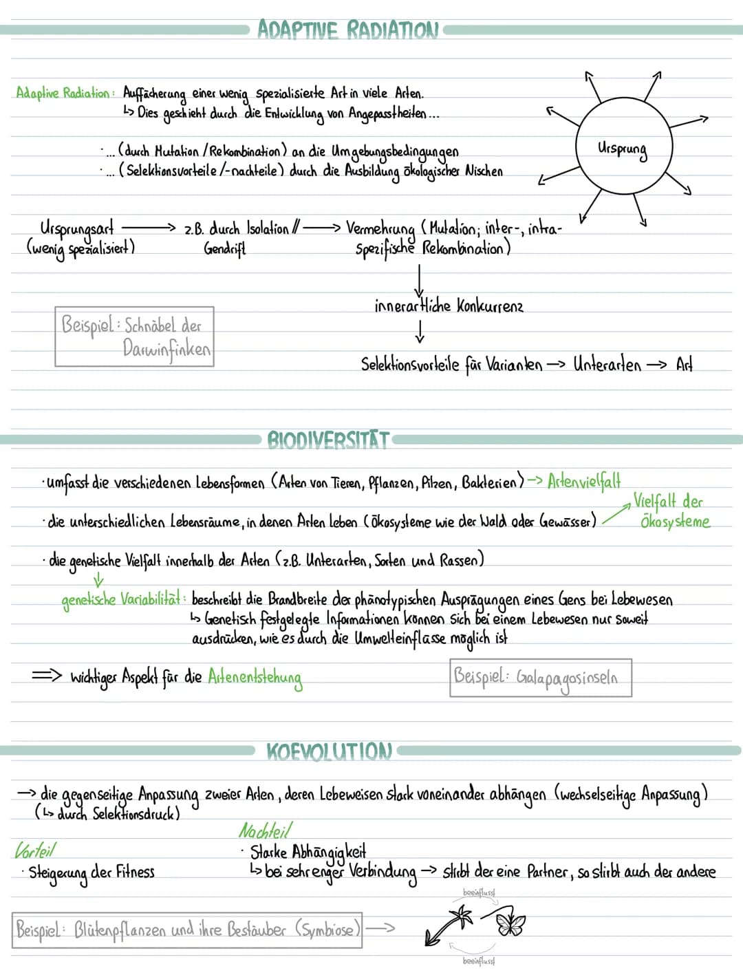 Lernzettel Biologie-Evolution
EVOLUTIONSFAKTOREN
Mutation, Rekombination inter- und intraspchromosomale, Selektion, Selektionsdruck, Gendrif
