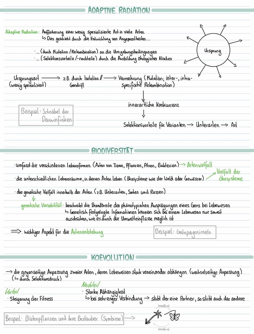 Lernzettel Biologie-Evolution
EVOLUTIONSFAKTOREN
Mutation, Rekombination inter- und intraspchromosomale, Selektion, Selektionsdruck, Gendrif