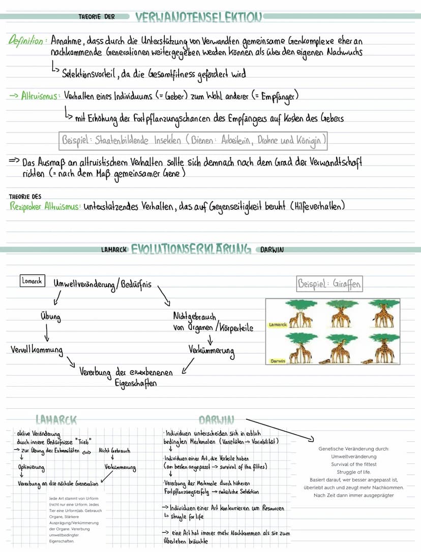 Lernzettel Biologie-Evolution
EVOLUTIONSFAKTOREN
Mutation, Rekombination inter- und intraspchromosomale, Selektion, Selektionsdruck, Gendrif