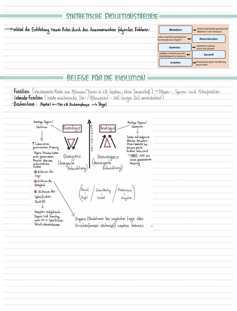 Lernzettel Biologie-Evolution
EVOLUTIONSFAKTOREN
Mutation, Rekombination inter- und intraspchromosomale, Selektion, Selektionsdruck, Gendrif
