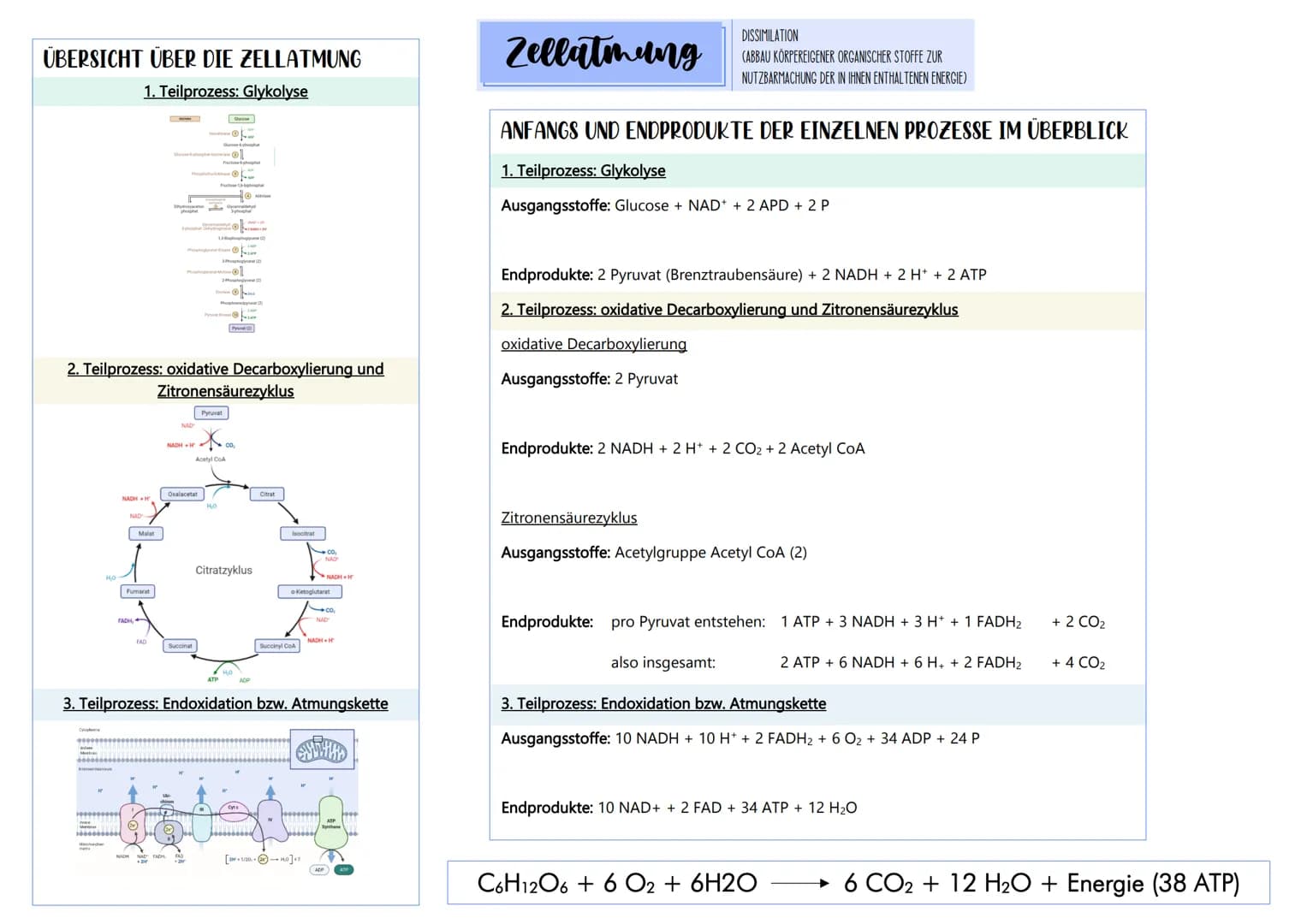 ÜBERSICHT ÜBER DIE ZELLATMUNG
1. Teilprozess: Glykolyse
HO
NADHH
NAD
Malat
Fumarat
2. Teilprozess: oxidative Decarboxylierung und
Zitronensä