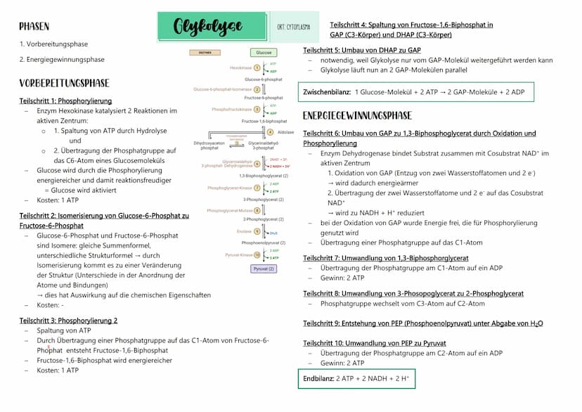 ÜBERSICHT ÜBER DIE ZELLATMUNG
1. Teilprozess: Glykolyse
HO
NADHH
NAD
Malat
Fumarat
2. Teilprozess: oxidative Decarboxylierung und
Zitronensä
