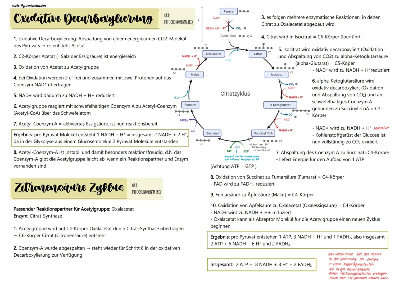ÜBERSICHT ÜBER DIE ZELLATMUNG
1. Teilprozess: Glykolyse
HO
NADHH
NAD
Malat
Fumarat
2. Teilprozess: oxidative Decarboxylierung und
Zitronensä