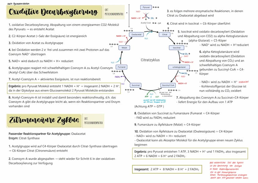 ÜBERSICHT ÜBER DIE ZELLATMUNG
1. Teilprozess: Glykolyse
HO
NADHH
NAD
Malat
Fumarat
2. Teilprozess: oxidative Decarboxylierung und
Zitronensä