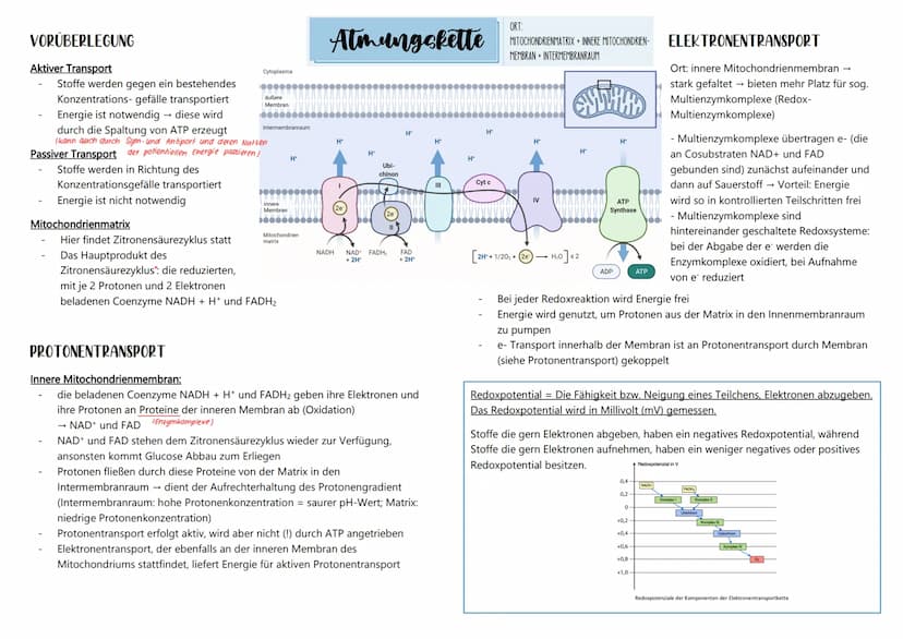 ÜBERSICHT ÜBER DIE ZELLATMUNG
1. Teilprozess: Glykolyse
HO
NADHH
NAD
Malat
Fumarat
2. Teilprozess: oxidative Decarboxylierung und
Zitronensä