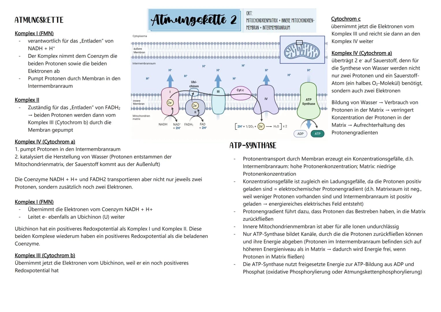 ÜBERSICHT ÜBER DIE ZELLATMUNG
1. Teilprozess: Glykolyse
HO
NADHH
NAD
Malat
Fumarat
2. Teilprozess: oxidative Decarboxylierung und
Zitronensä