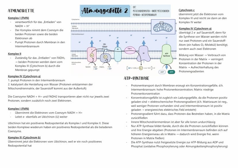 ÜBERSICHT ÜBER DIE ZELLATMUNG
1. Teilprozess: Glykolyse
HO
NADHH
NAD
Malat
Fumarat
2. Teilprozess: oxidative Decarboxylierung und
Zitronensä