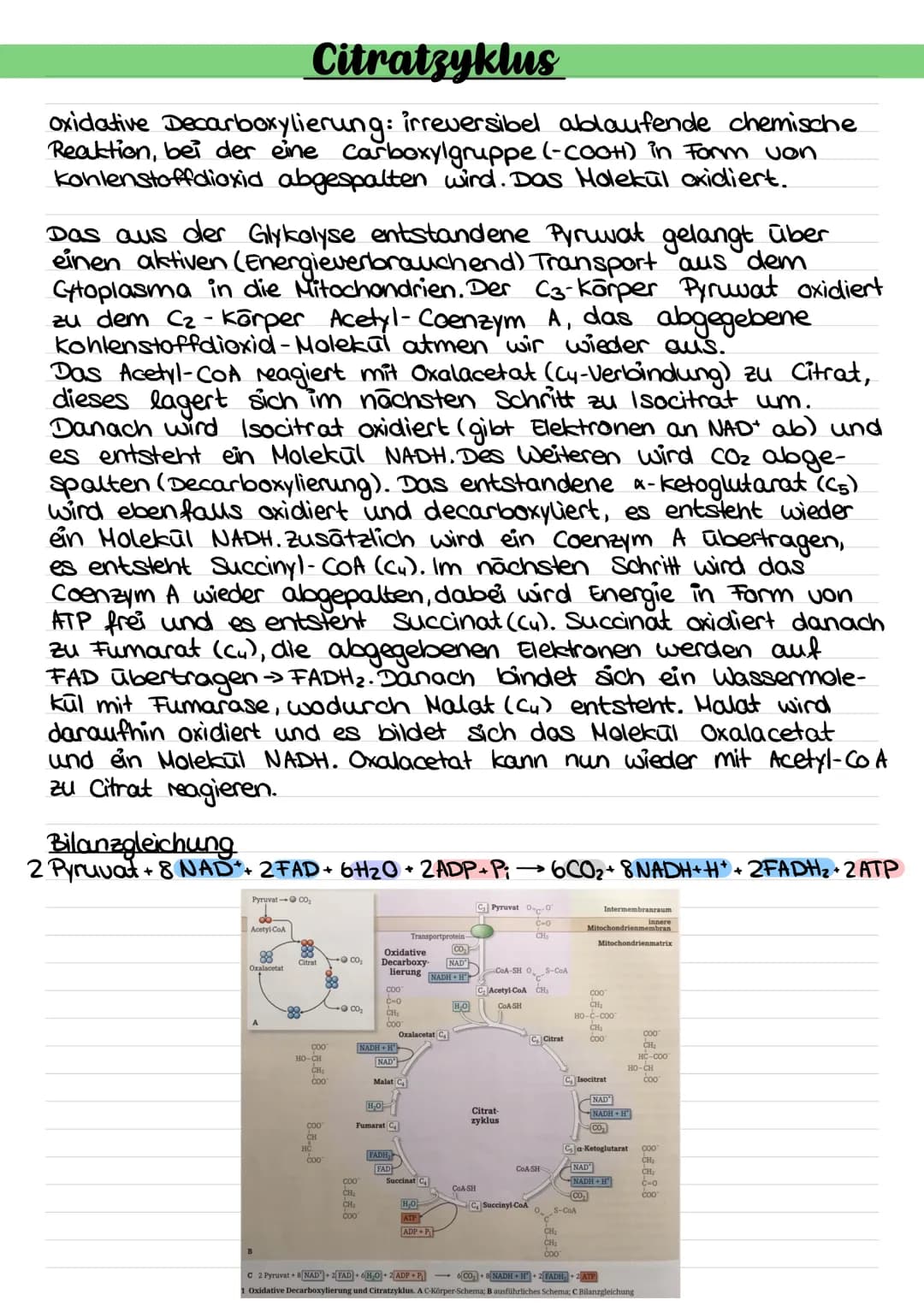 Blutgefäß
C6
0₂
Glucose
Abbau von Glucose durch Zellatmung (Gesamtüberblick)
Transportprotein
Zellkern
C6
Mitochondrium
Glykolyse
Glucose (C