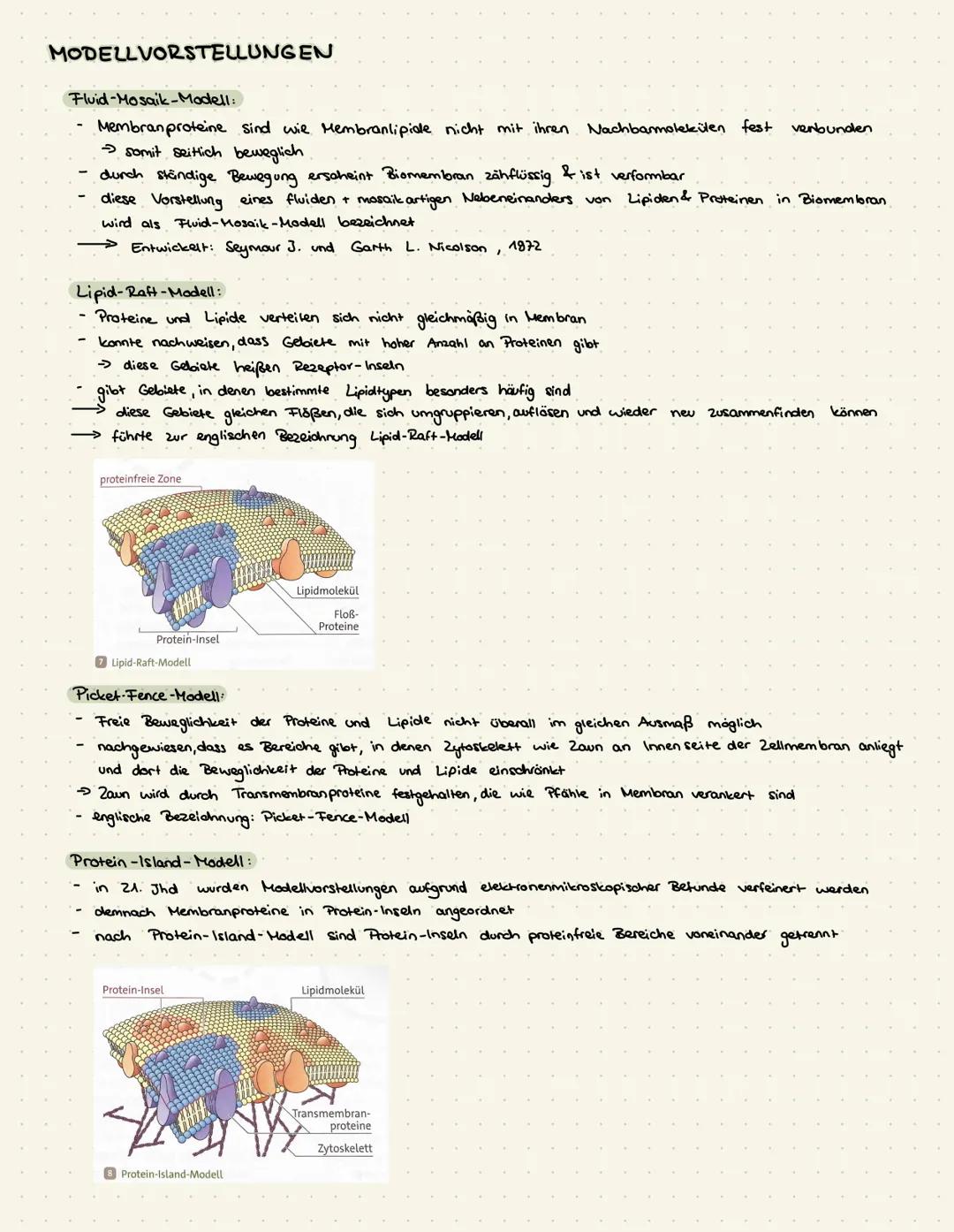 FUNKTIONEN
Trennschicht
grenzen Zelle nach außen ab (Zellmembran)
umgeben die Zellorganellen
Stofftransport
bilden geschlossene Räume (kompa
