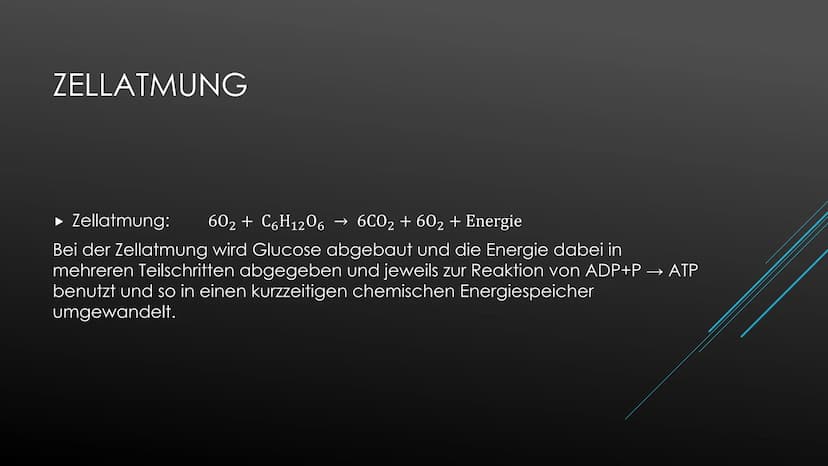 Fotosynthese:
Die Fotosynthese bildet die Grundlage aller Stoffwechselreaktionen auf der Erde. Aus den anorganischen
Molekülen H₂0 und CO₂ s