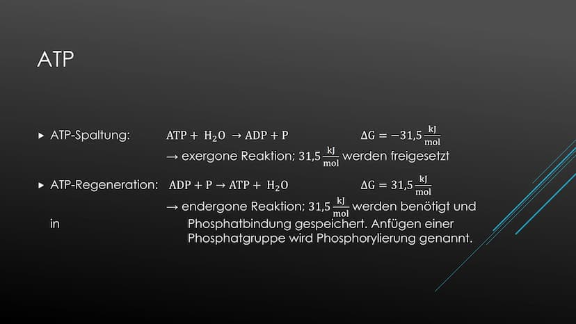 Fotosynthese:
Die Fotosynthese bildet die Grundlage aller Stoffwechselreaktionen auf der Erde. Aus den anorganischen
Molekülen H₂0 und CO₂ s