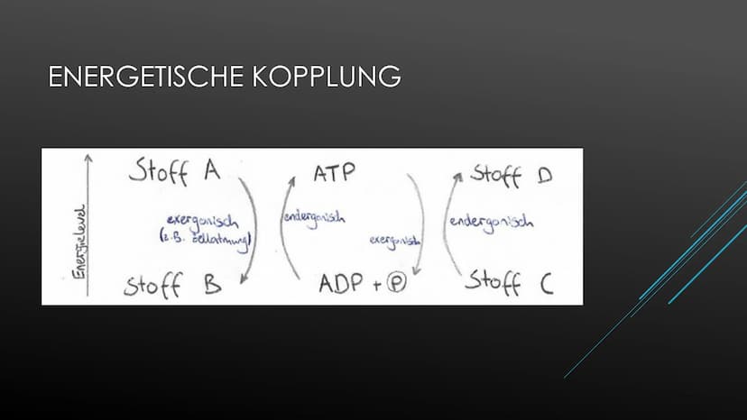 Fotosynthese:
Die Fotosynthese bildet die Grundlage aller Stoffwechselreaktionen auf der Erde. Aus den anorganischen
Molekülen H₂0 und CO₂ s