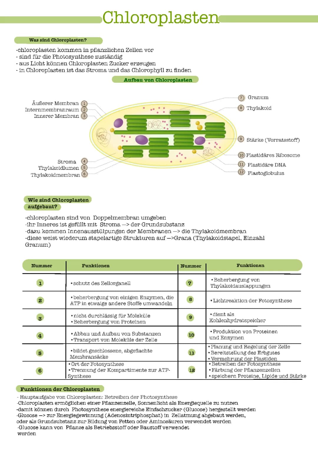 Chloroplasten: Aufbau, Funktion und mehr