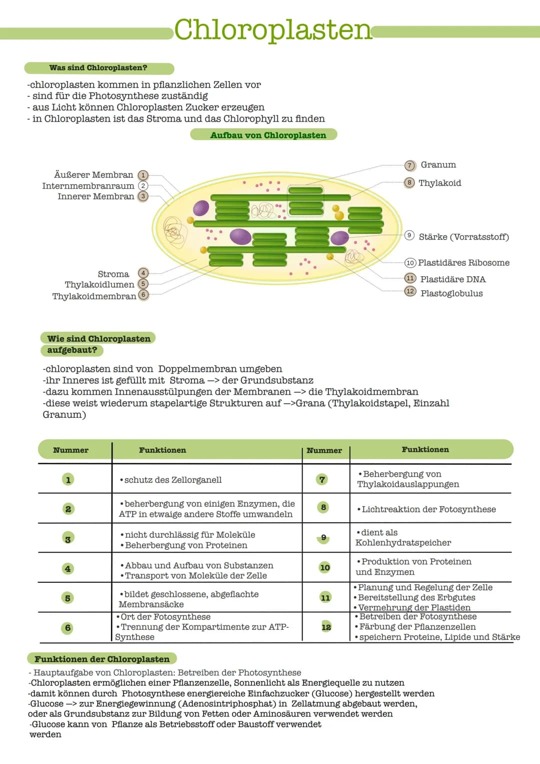 Was sind Chloroplasten?
-chloroplasten kommen in pflanzlichen Zellen vor
- sind für die Photosynthese zuständig
- aus Licht können Chloropla