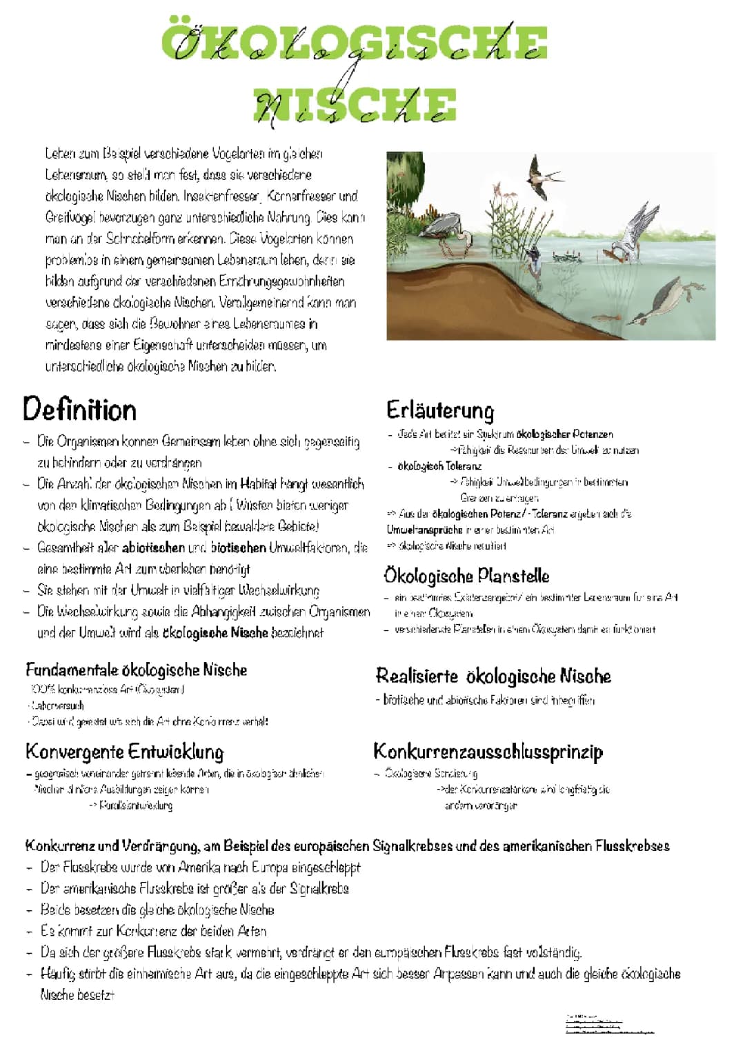 Ökologische Nische für Kinder erklärt: Beispiele von Eichhörnchen, Fuchs und anderen Tieren