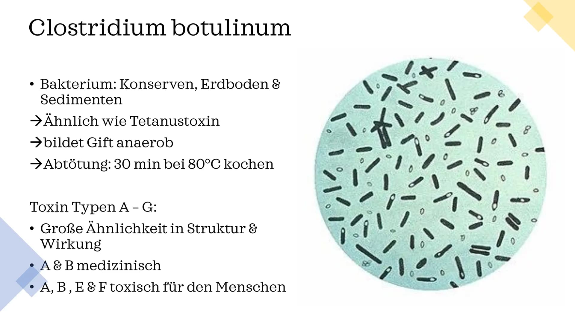 Botox
vom Gift zur
Faltenspritze Gliederung
Wirkstoff
Fallbeispiel
Geschichte
Wirkung
Verwendung &
Nutzen
Fun Facts BOTOX
0.9
10
ml
9.8
0.6
