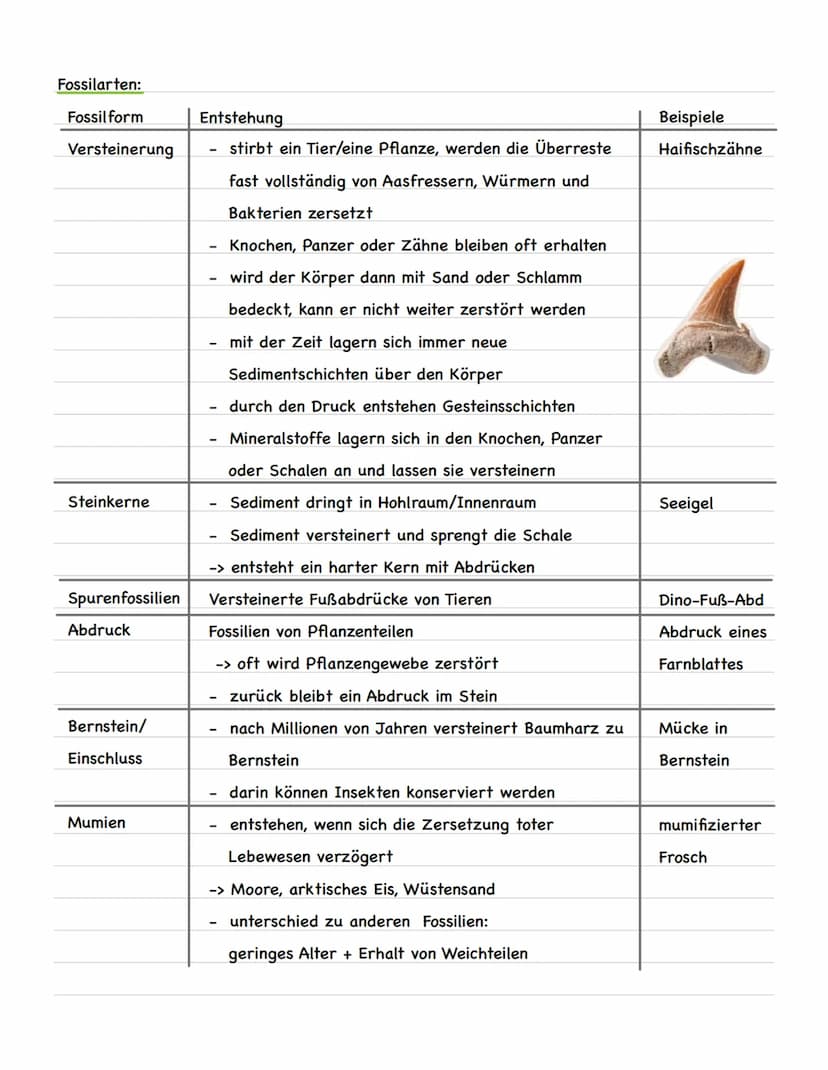 Evolution Bio Lernzekkel
Evolutionstheorien
Charles Darwin:
Betrachtung einer Population
Lebewesen besitzen eine natürliche Variabilität
-> 