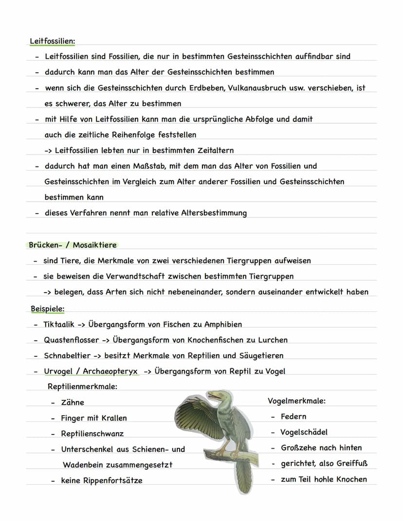 Evolution Bio Lernzekkel
Evolutionstheorien
Charles Darwin:
Betrachtung einer Population
Lebewesen besitzen eine natürliche Variabilität
-> 