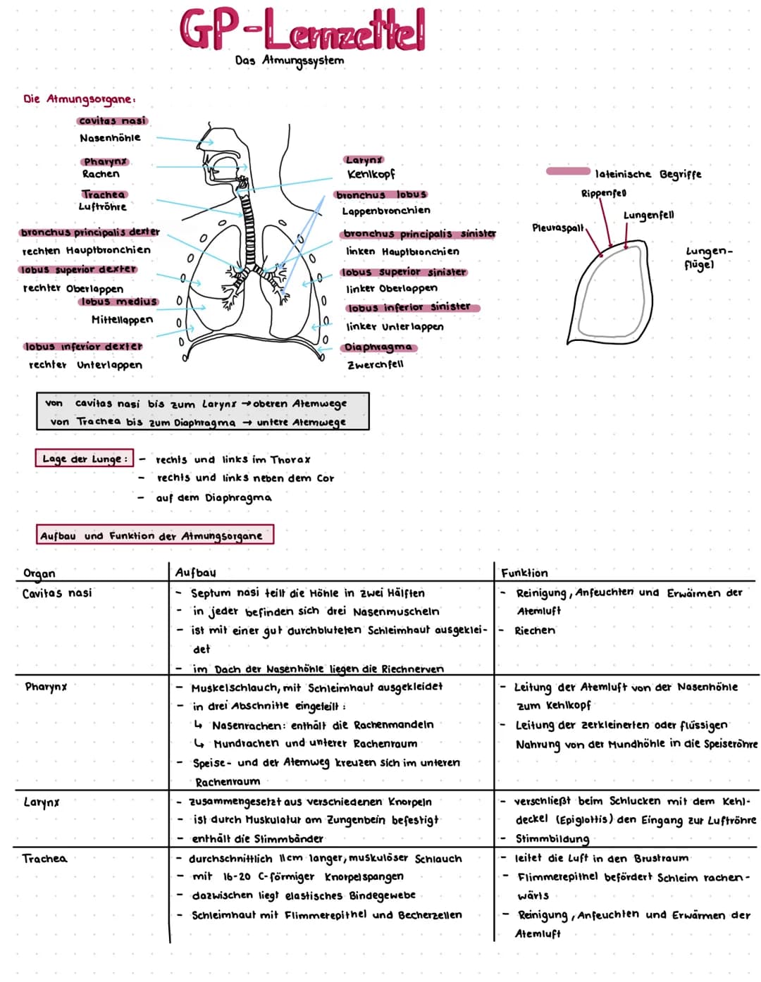 Die Atmungsorgane:
cavitas nasi
Nasenhöhle
bronchus principalis dexter
rechten Hauptbronchien
Pharynx
Rachen
lobus superior dexter
rechter O