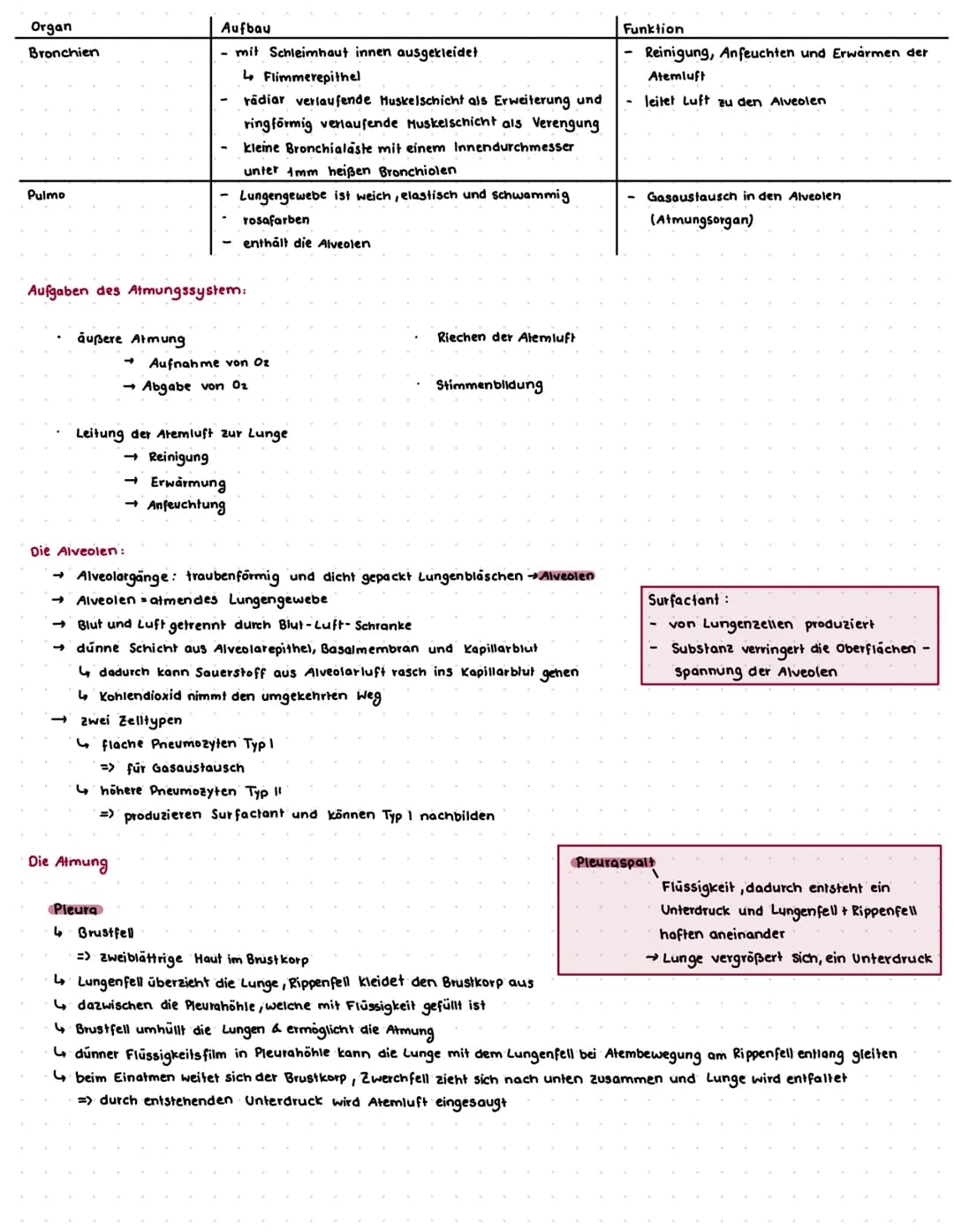 Die Atmungsorgane:
cavitas nasi
Nasenhöhle
bronchus principalis dexter
rechten Hauptbronchien
Pharynx
Rachen
lobus superior dexter
rechter O