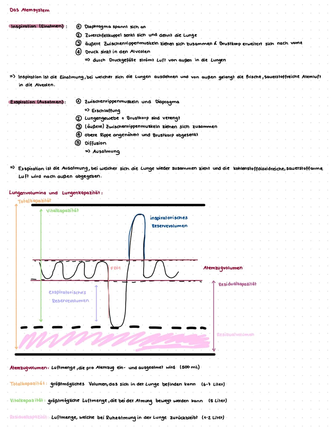 Die Atmungsorgane:
cavitas nasi
Nasenhöhle
bronchus principalis dexter
rechten Hauptbronchien
Pharynx
Rachen
lobus superior dexter
rechter O