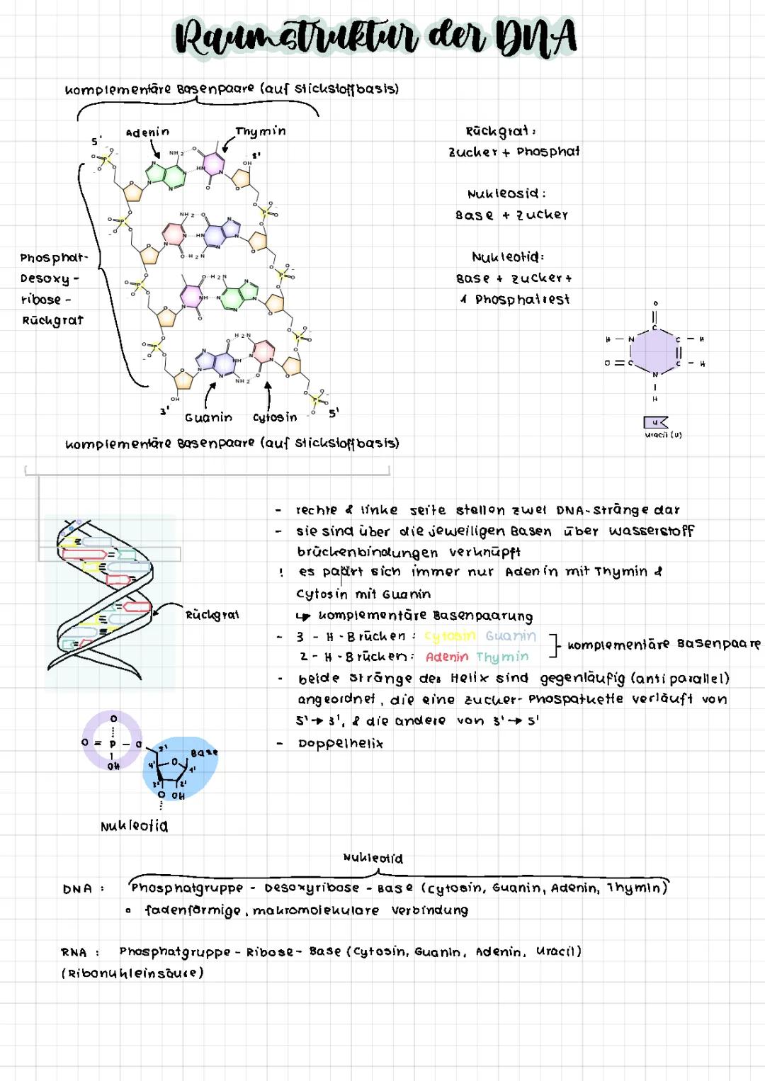 DNA-Replikation Ablauf und Genetischer Code einfach erklärt
